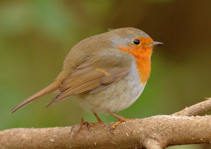 Pettirosso (Aegithalos caudatus)-L.Gennari