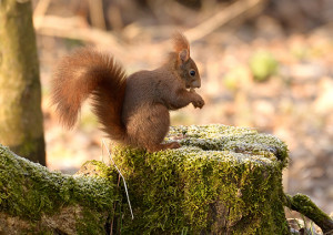 Scoiattolo rosso (Sciurus vulgaris)-L.Gennari