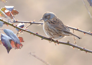 Passera scopaiola (Prunella modularis)-L.Gennari_gennari