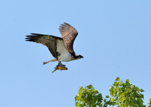 Falco pescatore (Pandion haliaetus)-L.Gennari_pescator