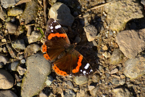 Vanessa atalanta (Vanessa atalanta)-L.Gennari_gennari