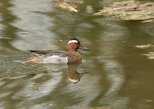 Marzaiola (Anas querquedula)-L.Gennari