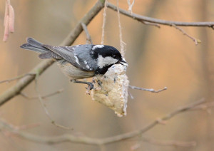 Cincia mora (Parus ater)-L.Gennari