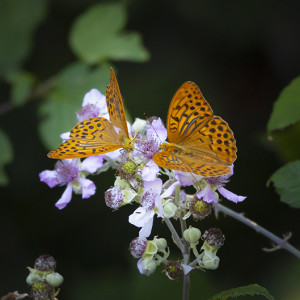 Pafia (Argynnis paphia)-O.Pini