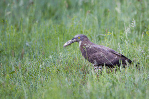 Falco pecchiaiolo (Pernis apivorus)-L.Villa