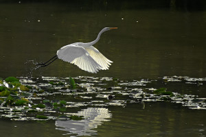 Airone bianco maggiore (Casmerodius albus)-P.O.Vaghi