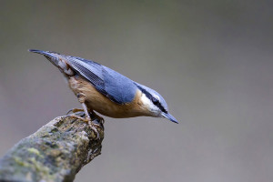 Picchio muratore (Sitta europaea)-L.Villa