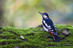 Picchio rosso maggiore (Dendrocopos major)-L.Villa