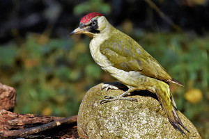 Picchio verde (Picus viridis)P.O.Vaghi