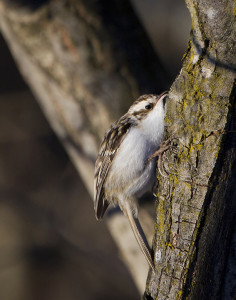 Rampichino (Certhia brachydactyla)- L.Villa_villa