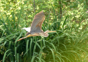 Airone rosso (Ardea purpurea)-L.Gennari