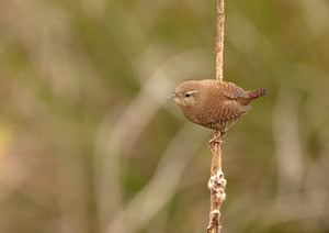 Scricciolo (Troglodytes troglodytes)-L.Gennari