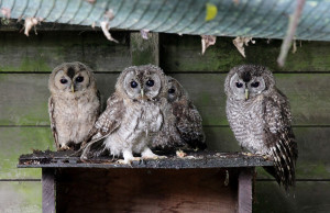 Allocco (Strix aluco)-M.Brambilla