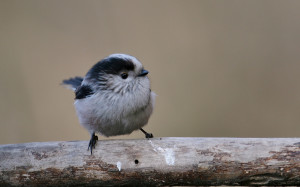 Codiibugnolo (Aegithalos caudatus)