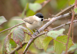 Cincia bigia (Poecile palustris)-L.Gennari