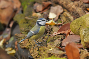 Cinciarella (Cyanistes caeruleusVaghi)-P.O.Vaghi