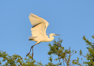 Garzetta (Egretta garzetta)-L.Gennari