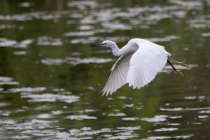 Garzetta (Egretta garzetta)-L.Villa