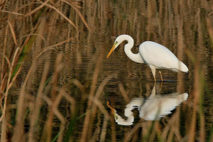 Airone Cenerino – Ardea Cinerea