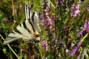 Macaone – Papilio Machaon