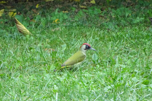 Picchio verde-Baldo S.