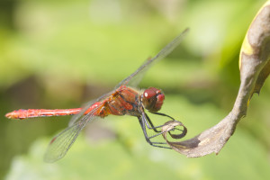 Sympetrum S.Pini