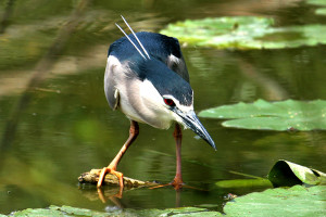 Nitticora – Nycticorax Nycticorax